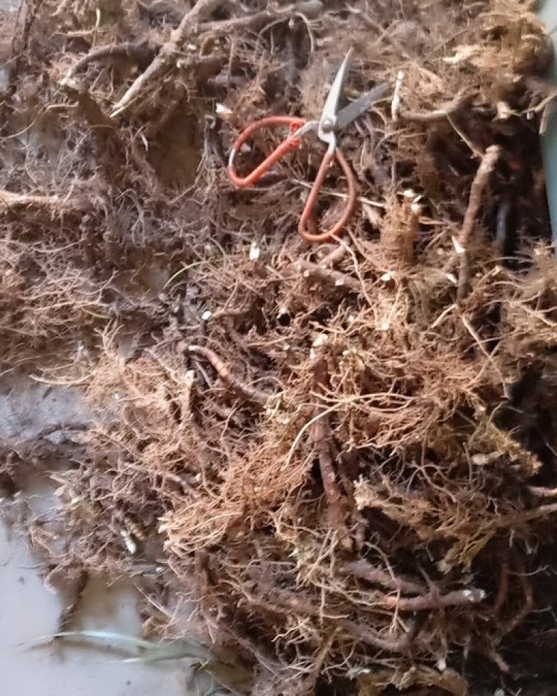 野生石菖蒲，统条，鲜货干货全株，产地直销