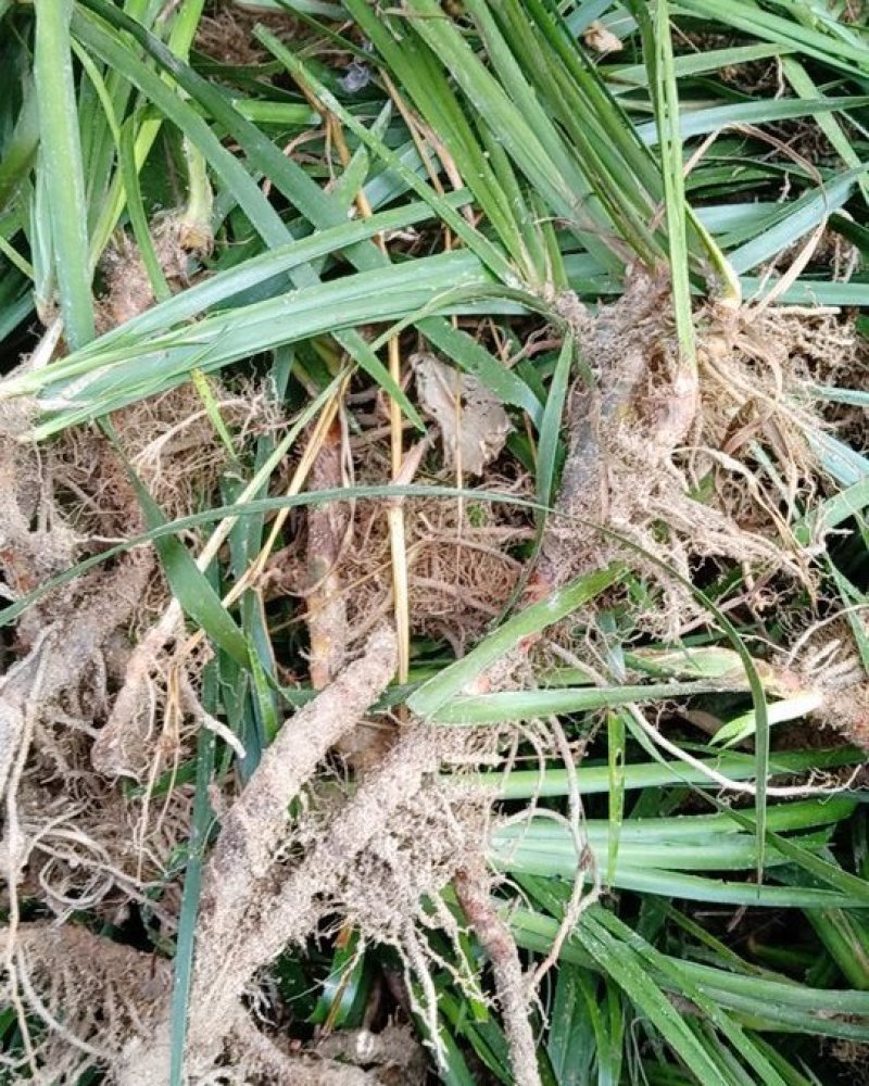 野生石菖蒲，统条，鲜货干货全株，产地直销