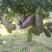 八月瓜苗纯紫果种苗当年结果8月炸野生香蕉树苗三叶木通中华