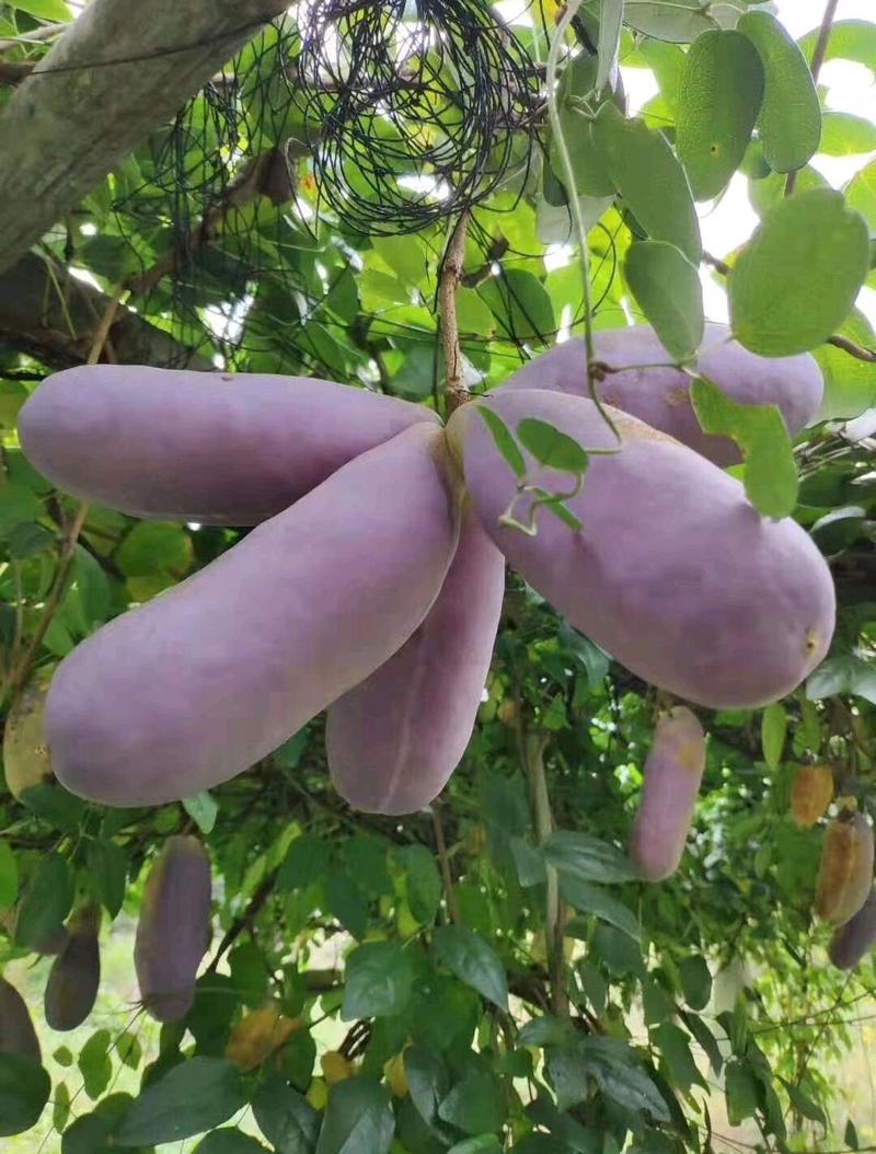 八月瓜苗纯紫果种苗当年结果8月炸野生香蕉树苗三叶木通中华