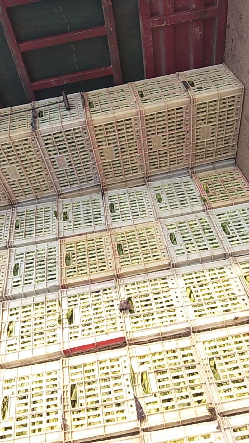 【优选】安徽太和上海青小油菜，支持视频看货，产地直供