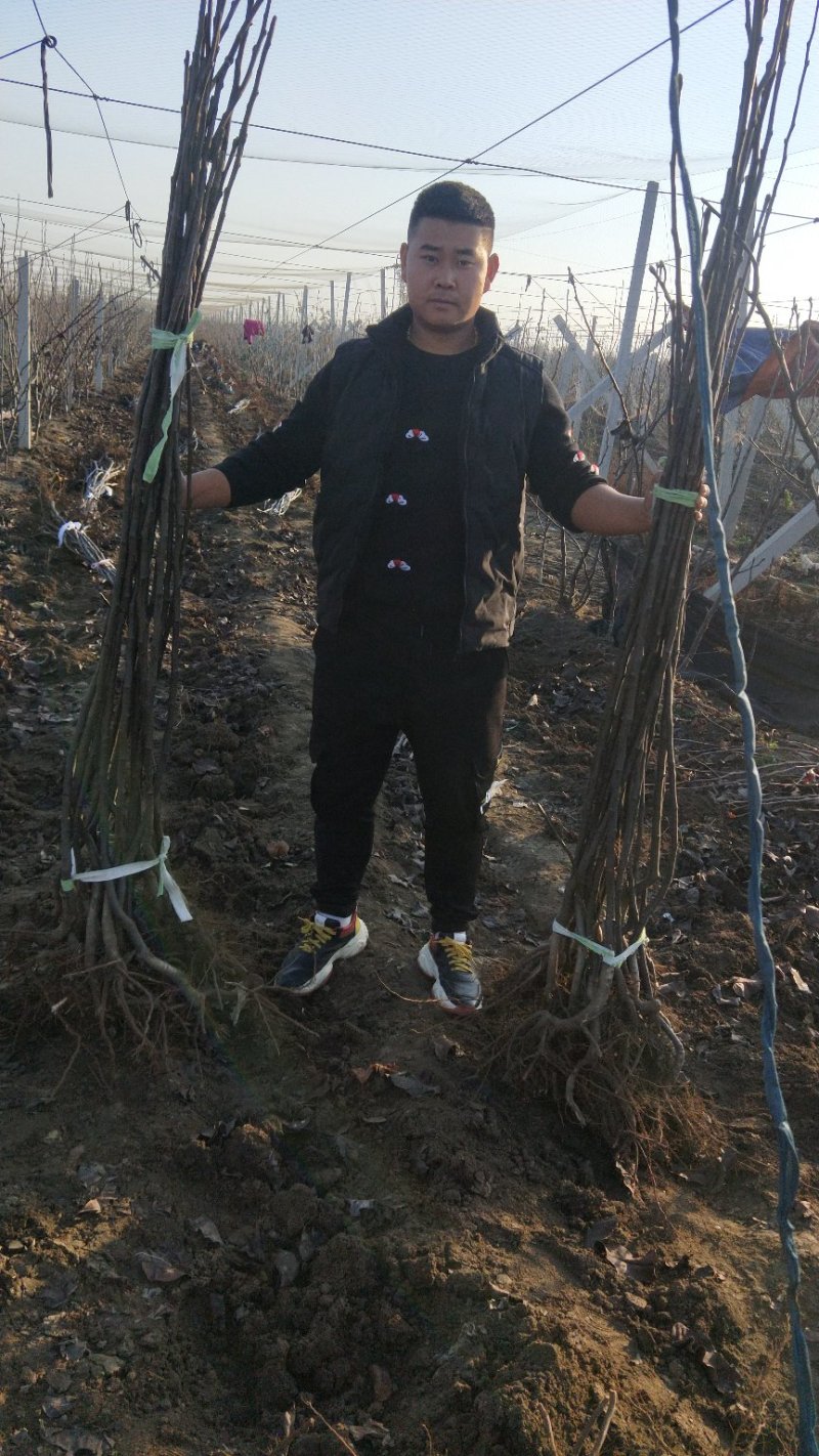 秋月梨树苗两年苗当年结果放心苗包证质量