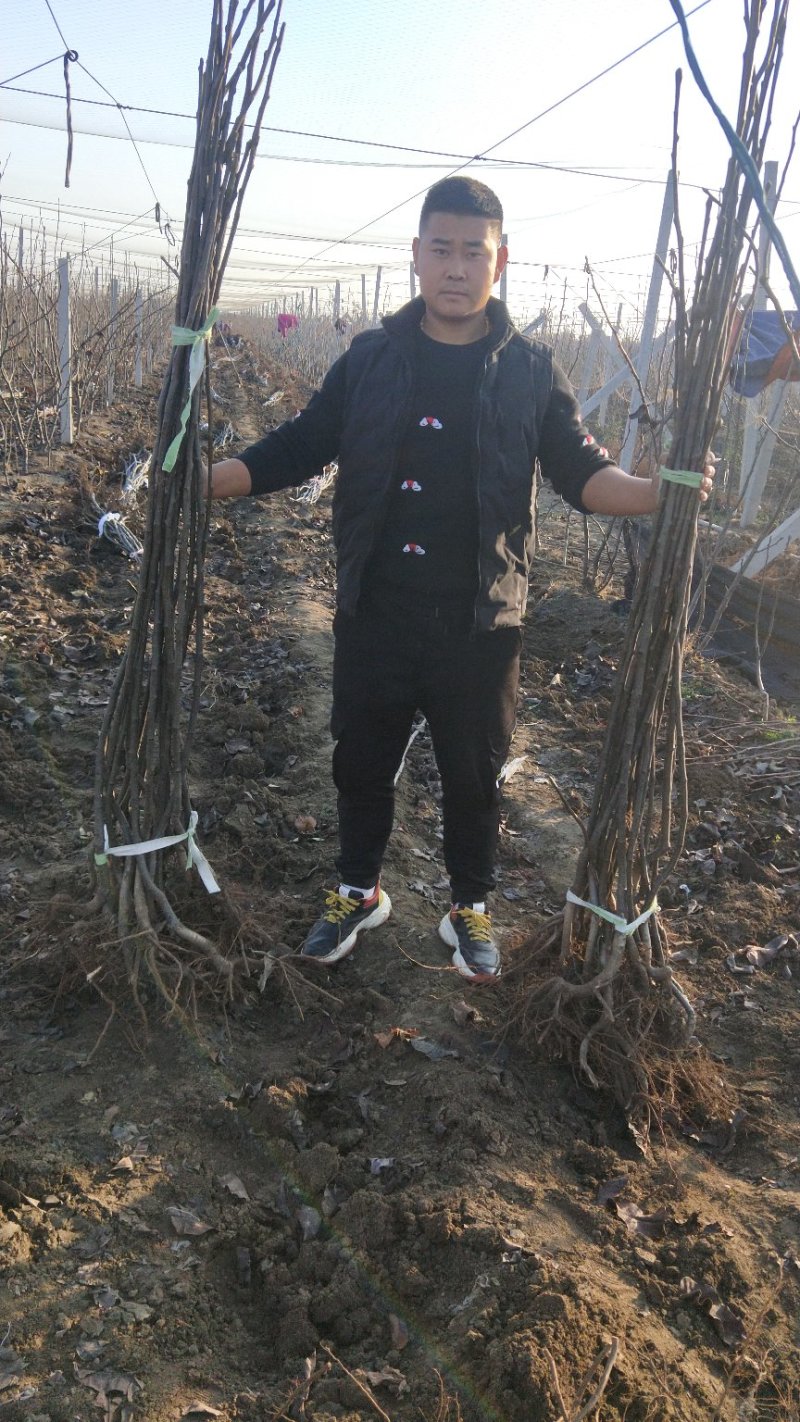 秋月梨树苗两年苗当年结果放心苗包证质量