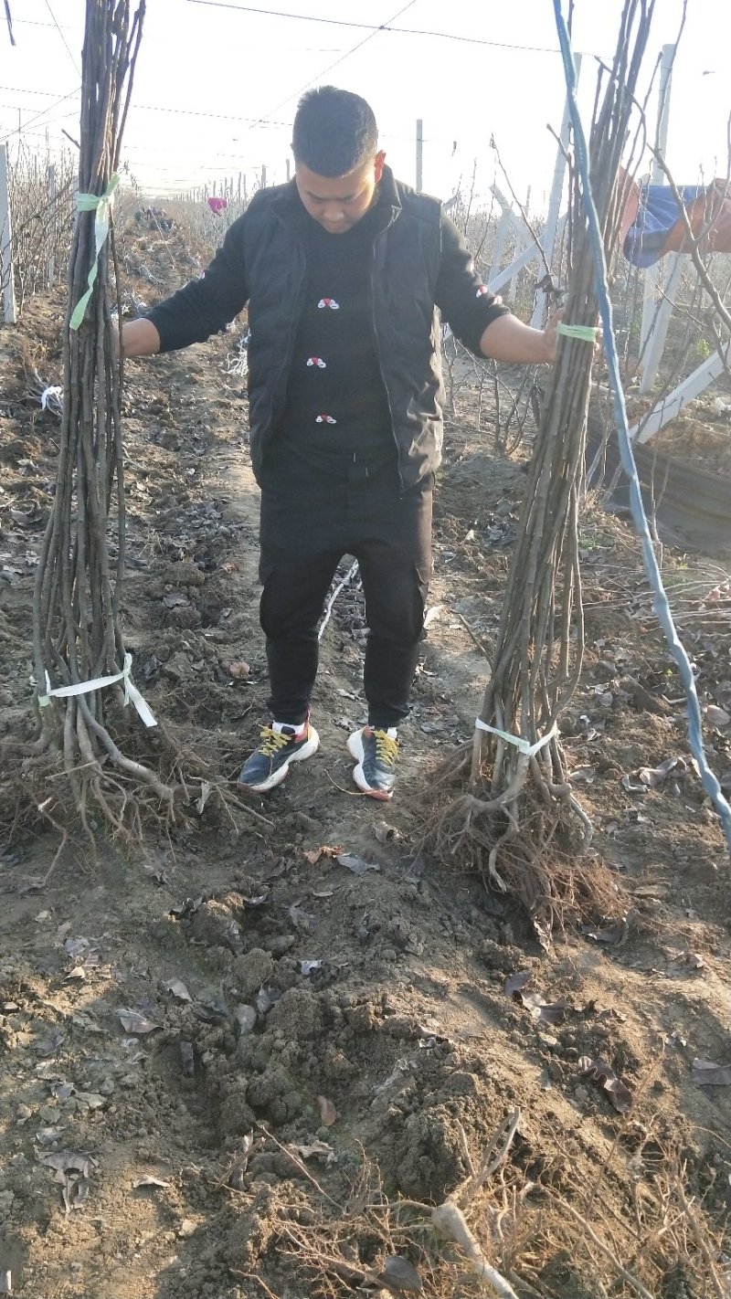 秋月梨树苗两年苗当年结果放心苗包证质量