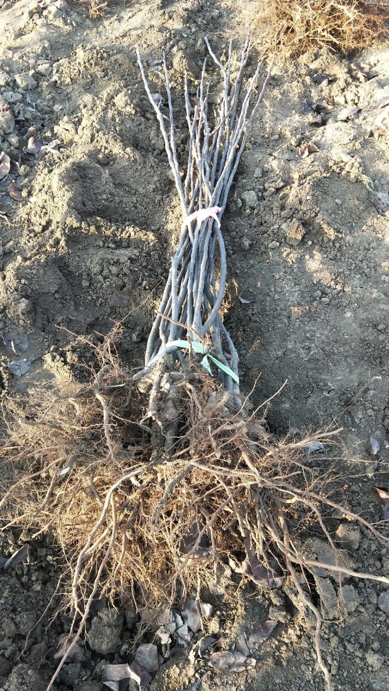 秋月梨树苗两年苗当年结果放心苗包证质量