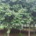 大叶女种子贞四季常绿夏日白花满树