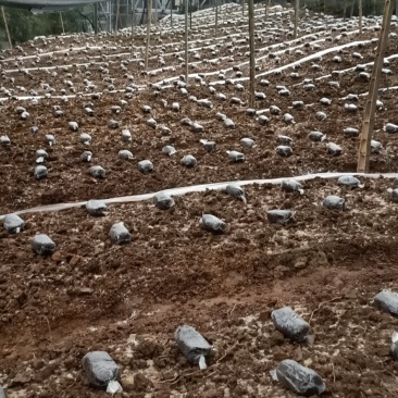 2020新鲜羊肚菌现摘现发欢迎订购