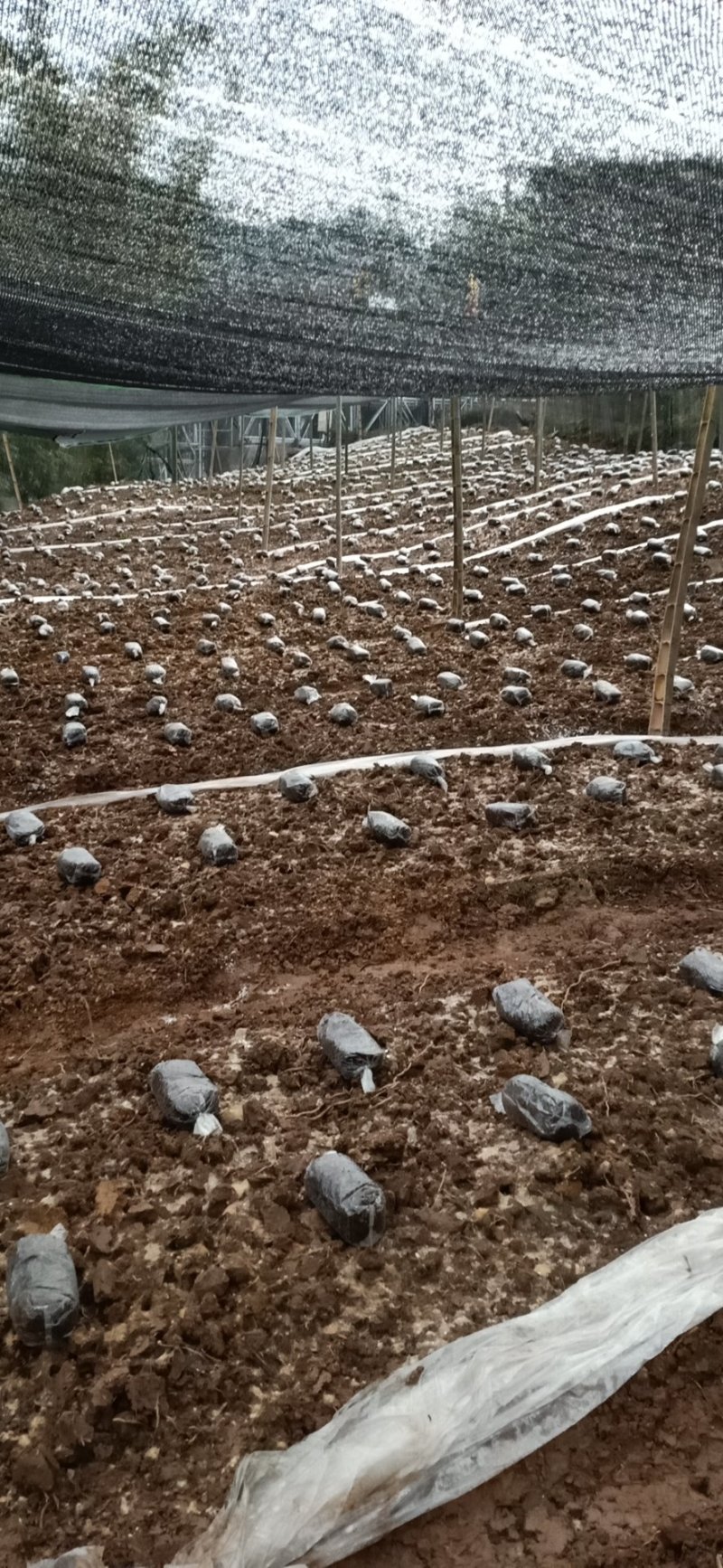 2020新鲜羊肚菌现摘现发欢迎订购