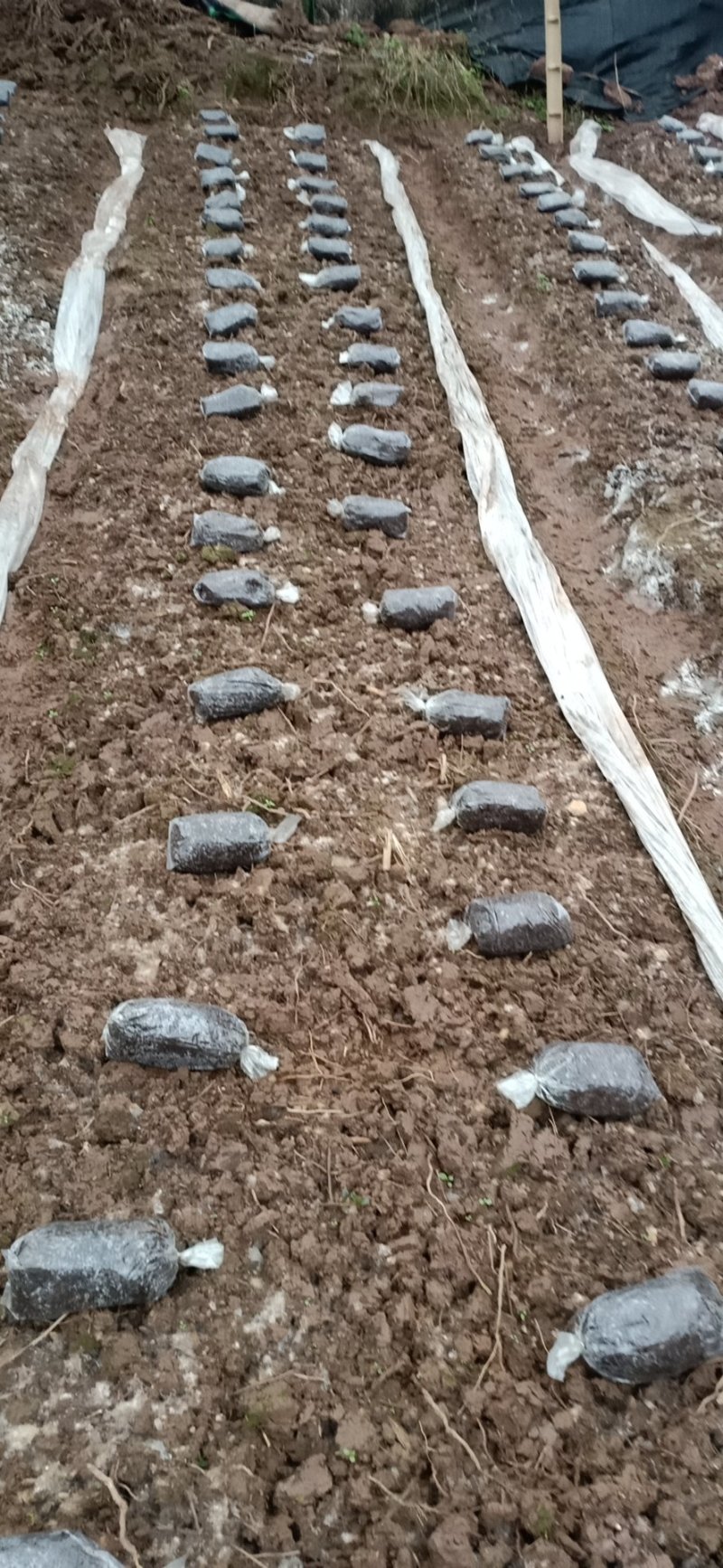 2020新鲜羊肚菌现摘现发欢迎订购