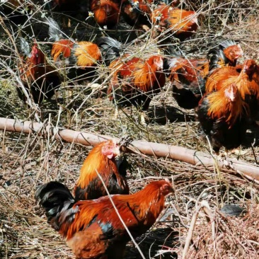 大阉鸡