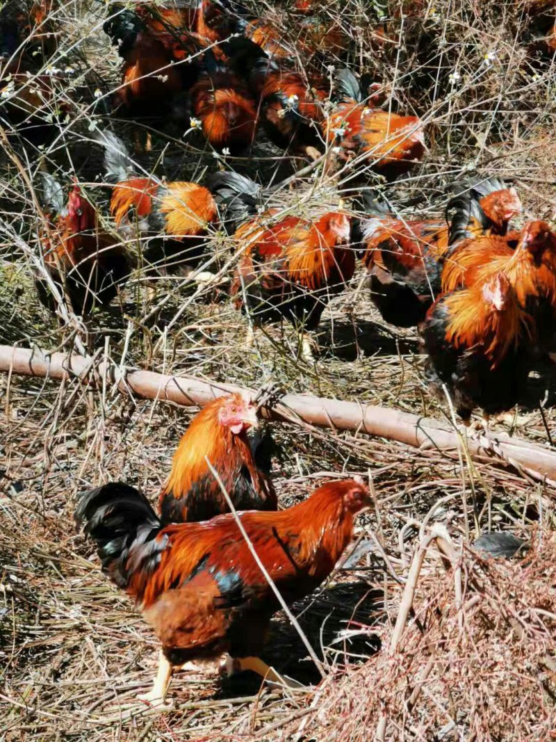 大阉鸡