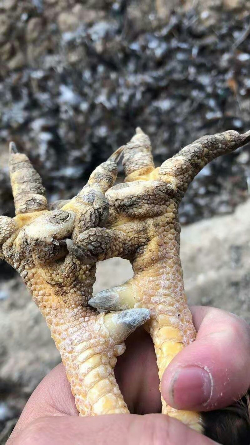 大阉鸡