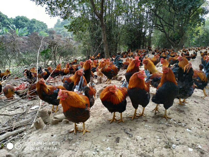 大阉鸡