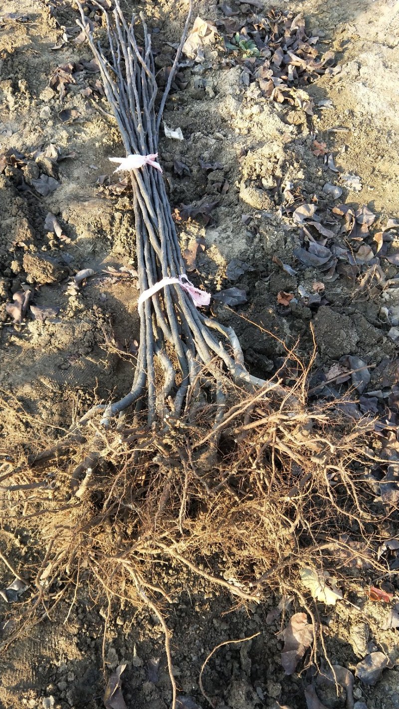 秋月梨树苗苗圃两年苗三年苗质量保证