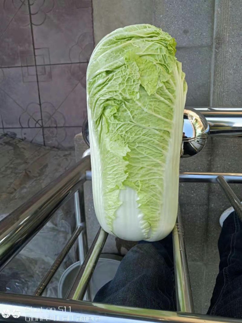 河北定州北京新三号白菜大量上市
