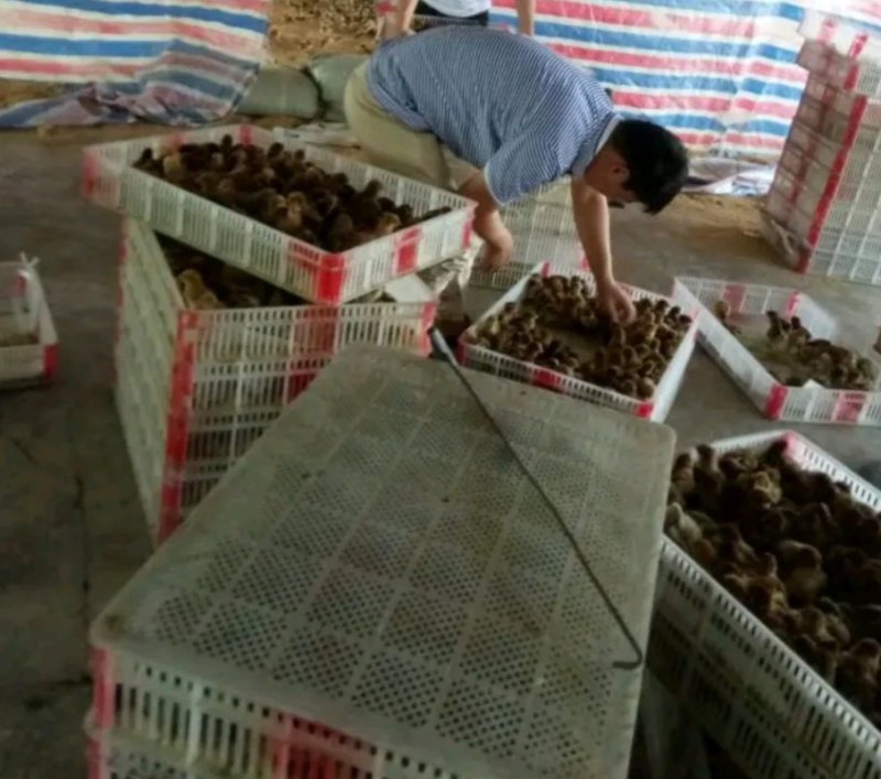 麻鸡苗大种青脚麻/大铁脚青脚麻鸡抗病强孵化场直销
