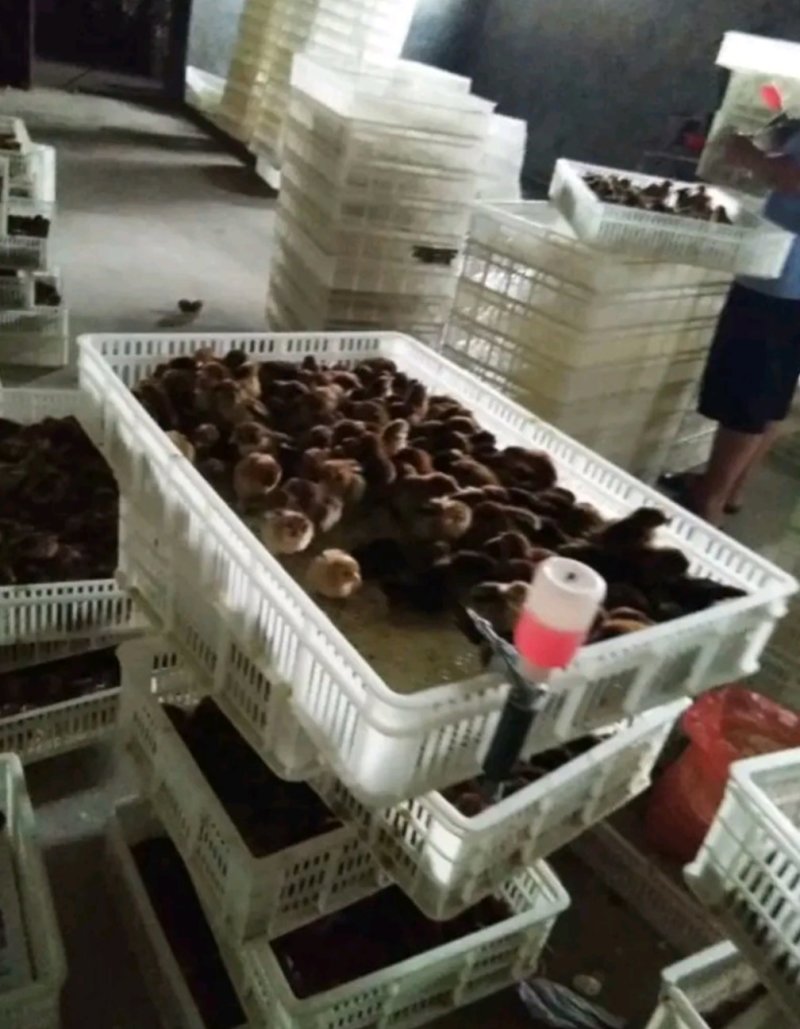 麻鸡苗大种青脚麻/大铁脚青脚麻鸡抗病强孵化场直销