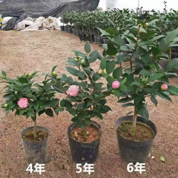 香妃茶花树桩茶花原盆原土带花苞发货