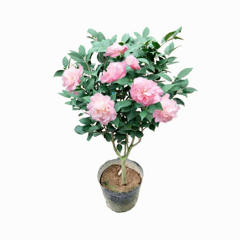 香妃茶花树桩茶花原盆原土带花苞发货