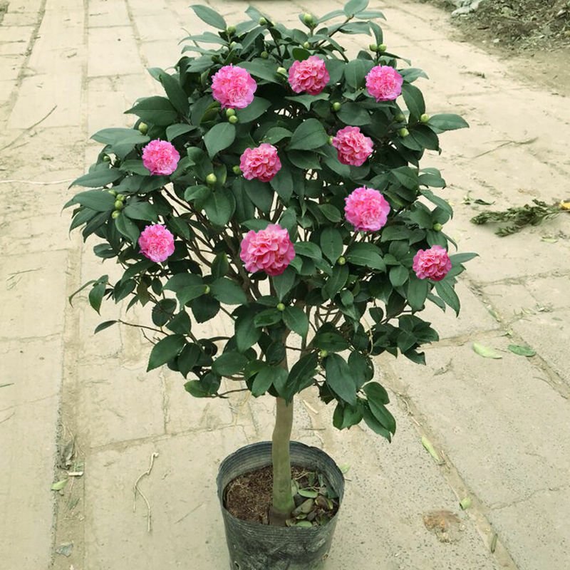香妃茶花树桩茶花原盆原土带花苞发货