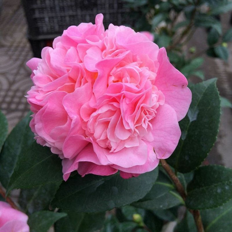 香妃茶花树桩茶花原盆原土带花苞发货