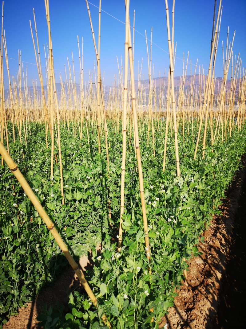 荷兰豆种子粉花小荚豆荚豆种子小荚豆种子粉花豆