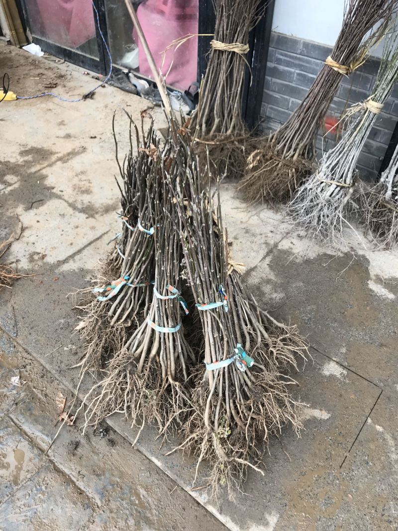 重瓣樱花樱花树苗不与假货拼价格只卖正宗晚樱提供发票