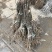 重瓣樱花樱花树苗不与假货拼价格只卖正宗晚樱提供发票
