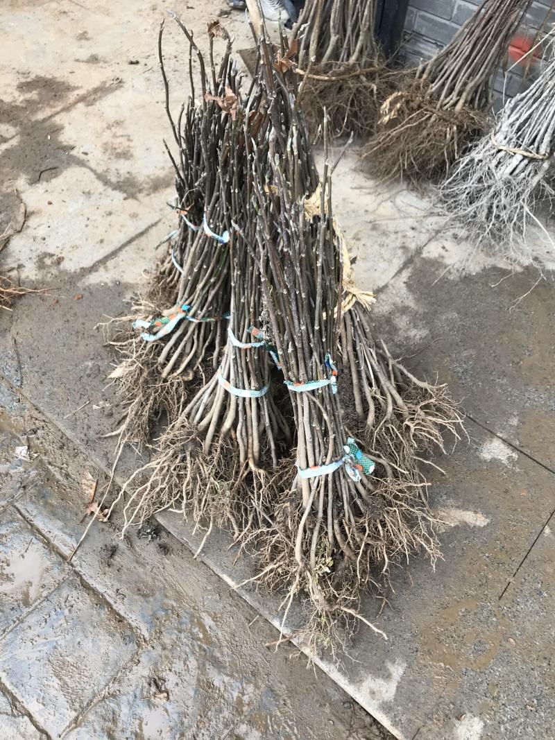 重瓣樱花樱花树苗不与假货拼价格只卖正宗晚樱提供发票