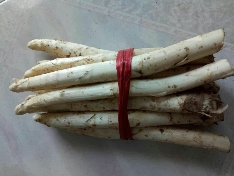 绿芦笋种苗一年苗6个根以上一手货源保证保证质量，免费包邮