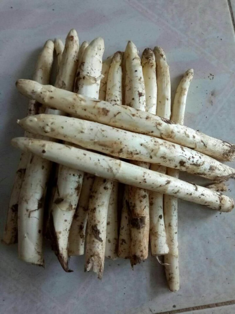 绿芦笋种苗一年苗6个根以上一手货源保证保证质量，免费包邮