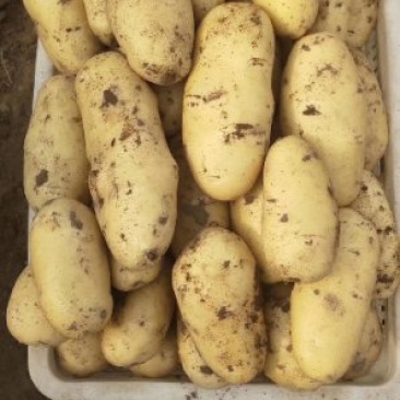 【实力推荐】荷兰十五土豆一手货源品质保障可视频看货