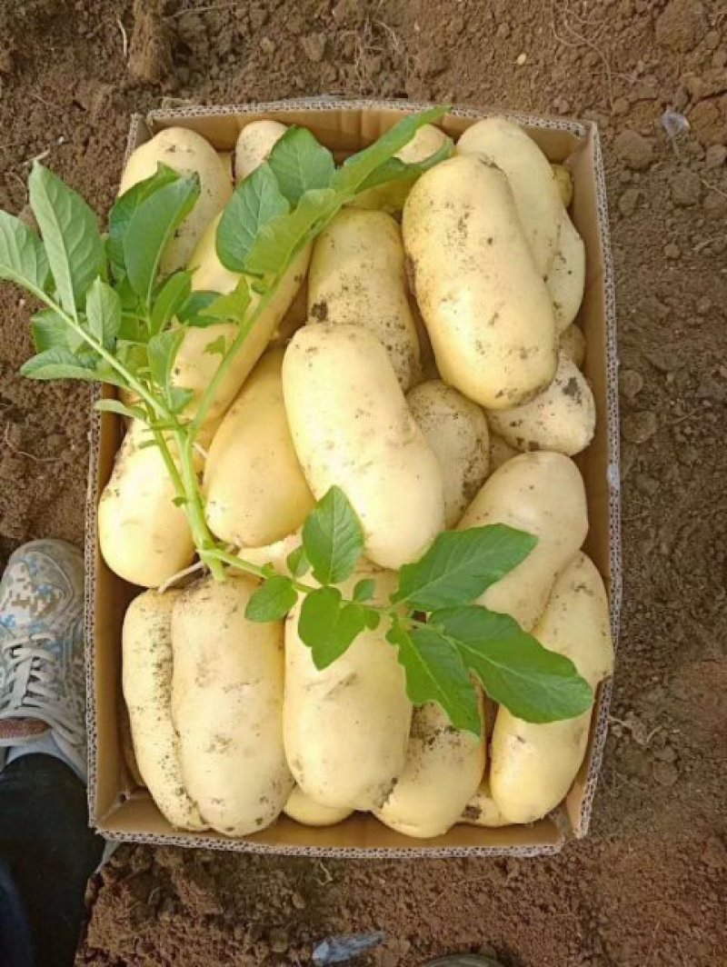 【实力推荐】荷兰十五土豆一手货源品质保障可视频看货