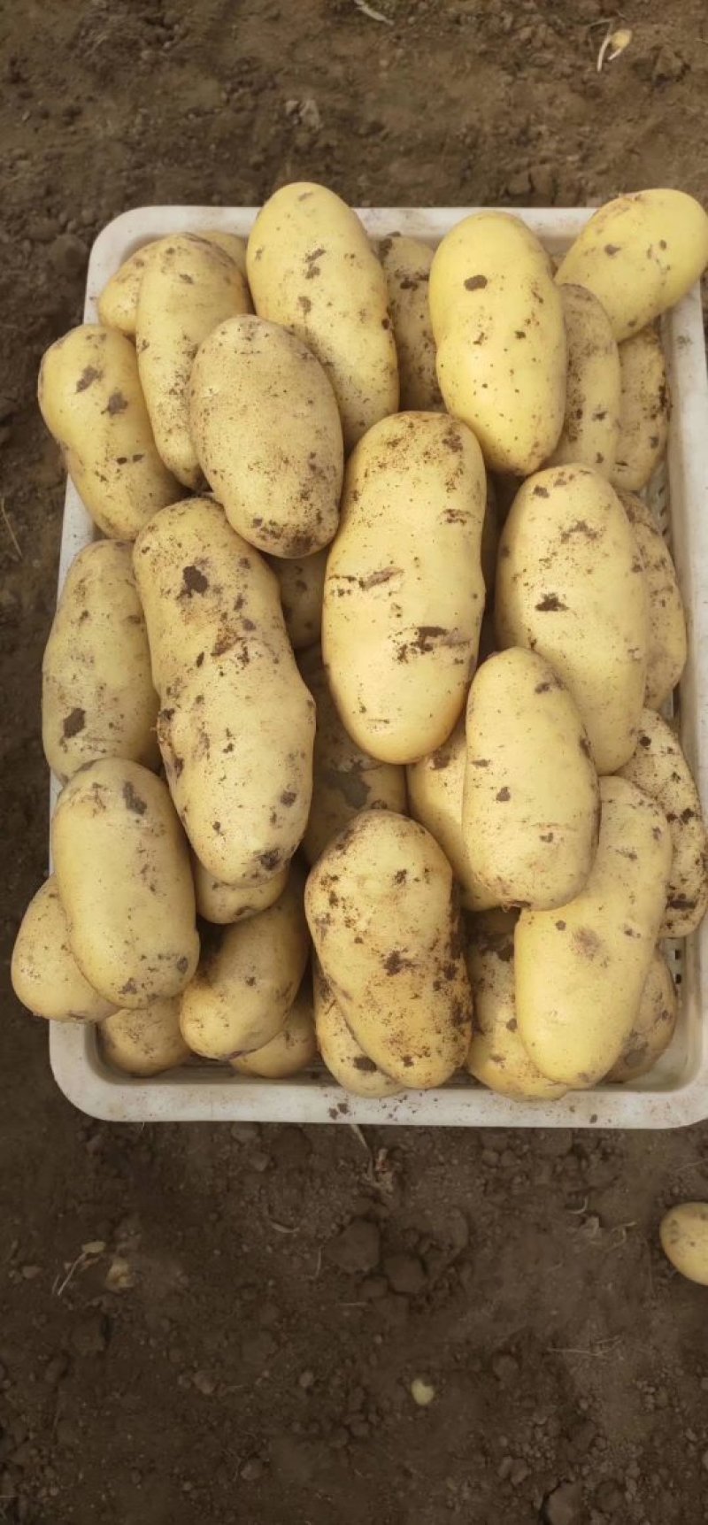 【实力推荐】荷兰十五土豆一手货源品质保障可视频看货