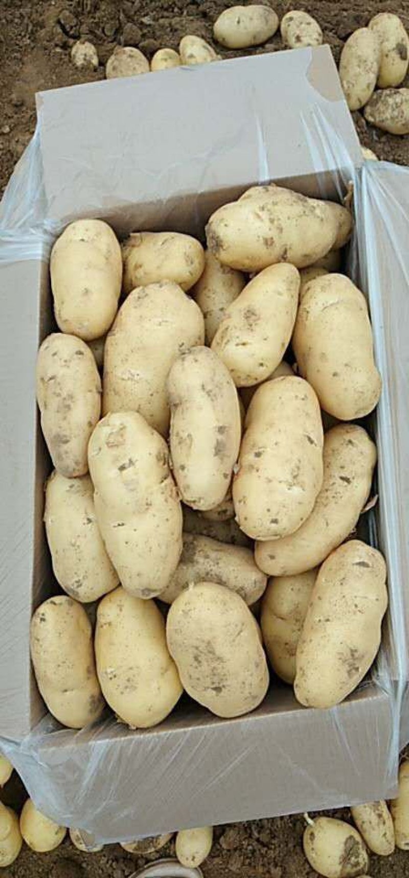 【实力推荐】荷兰十五土豆一手货源品质保障可视频看货