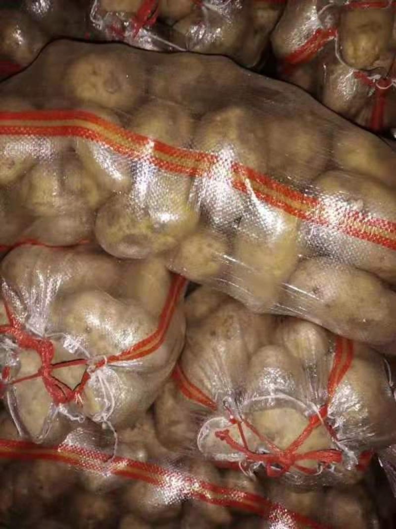 【实力推荐】荷兰十五土豆一手货源品质保障可视频看货