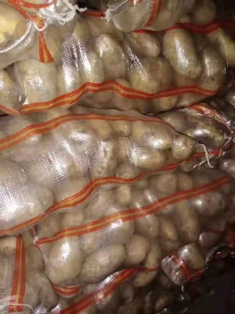 【实力推荐】荷兰十五土豆一手货源品质保障可视频看货