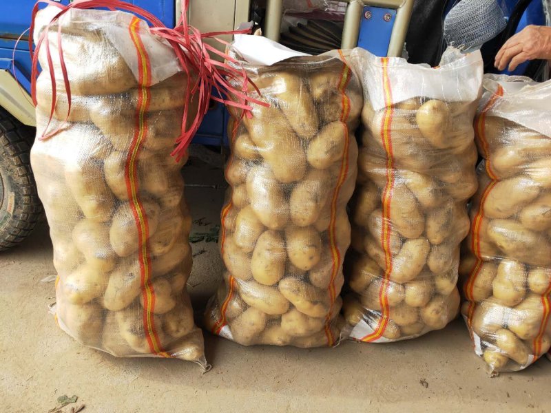 【实力推荐】荷兰十五土豆一手货源品质保障可视频看货