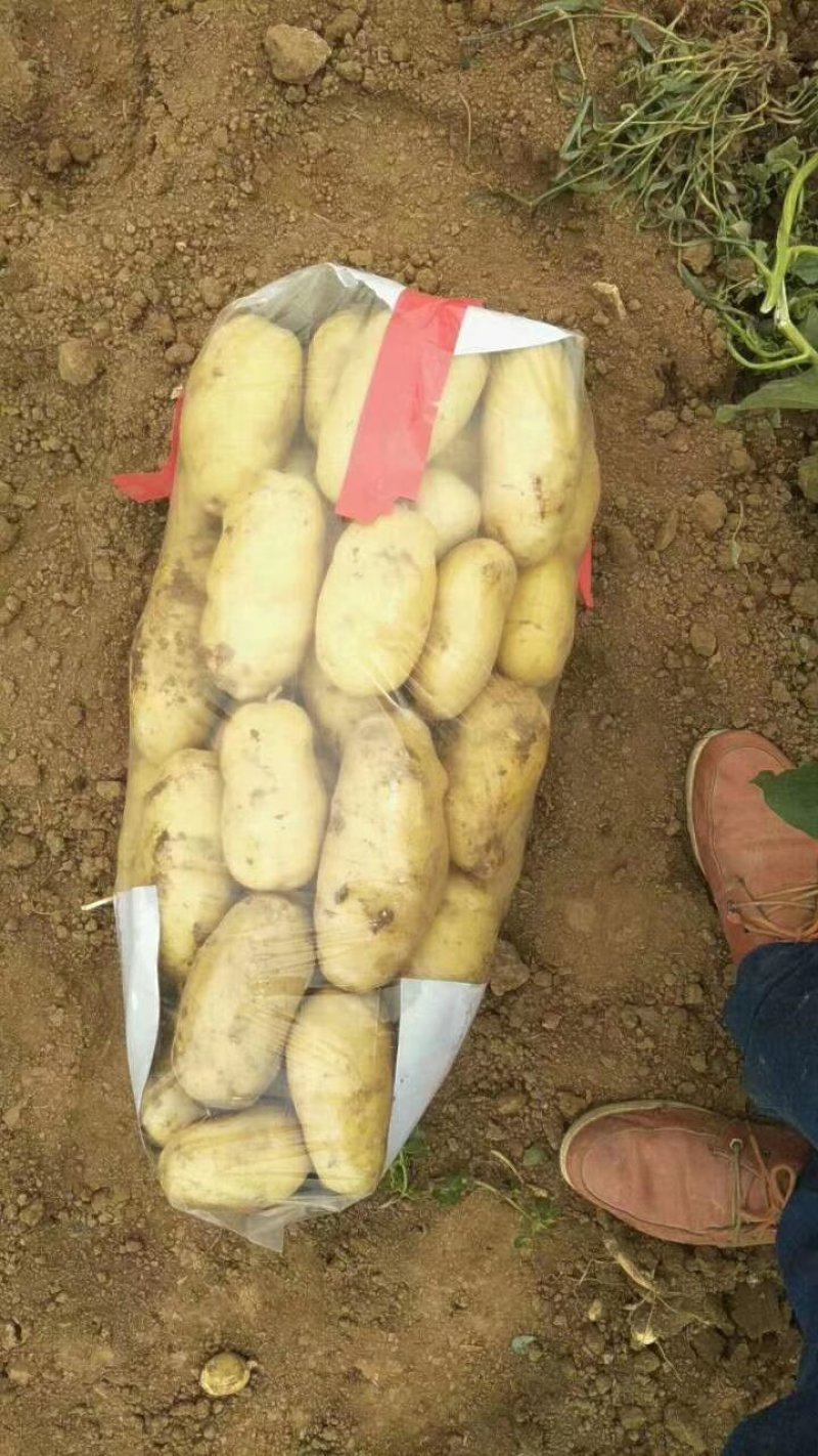 【实力推荐】荷兰十五土豆一手货源品质保障可视频看货