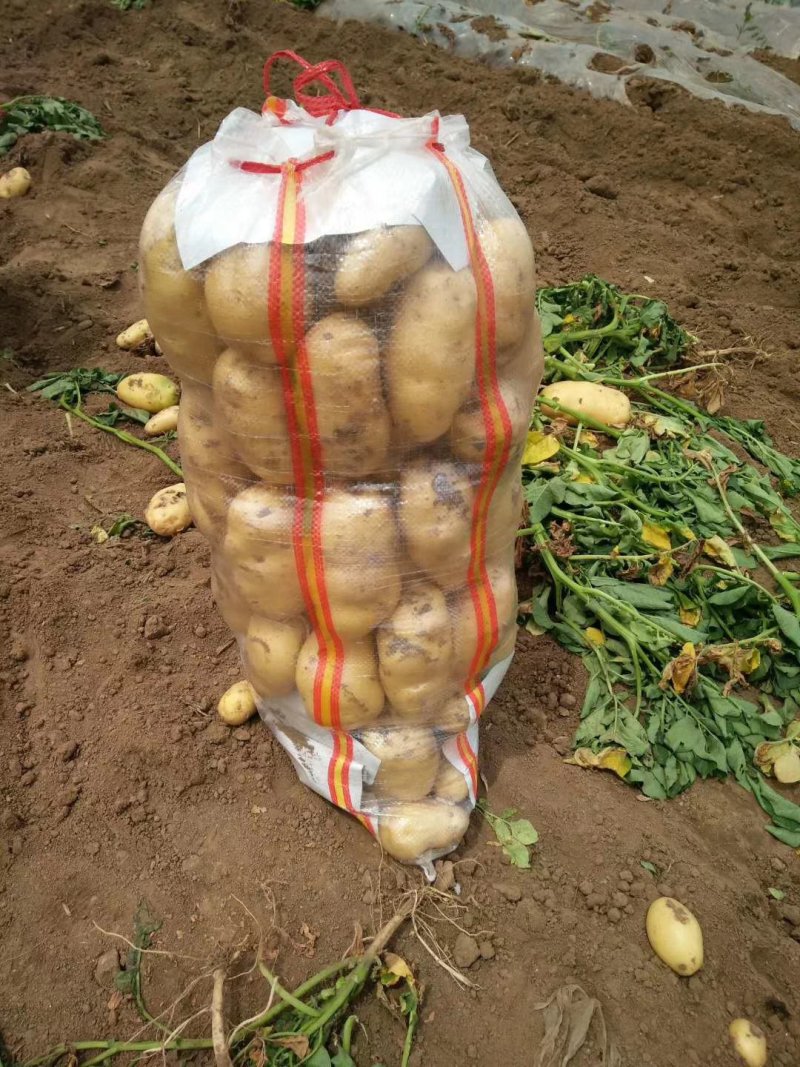 【实力推荐】荷兰十五土豆一手货源品质保障可视频看货