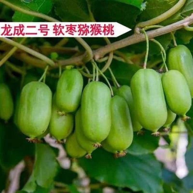 软枣猕猴桃苗基地签约发苗自花授粉包成活包技术