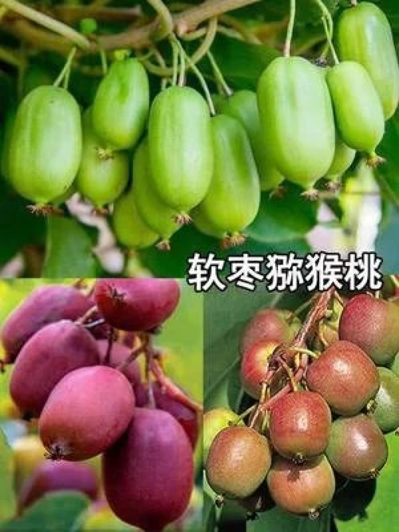 软枣猕猴桃苗基地签约发苗自花授粉包成活包技术