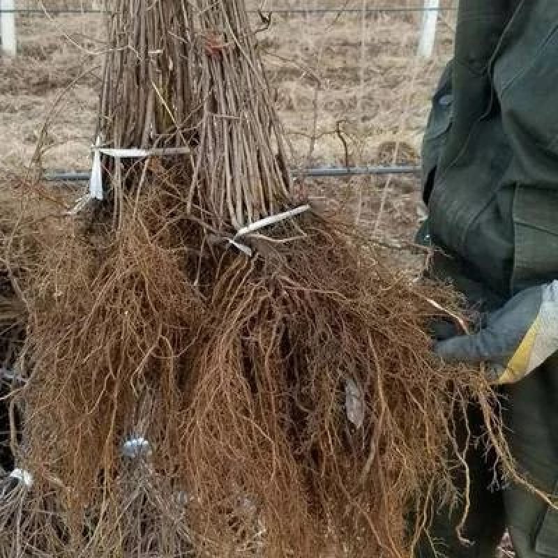 软枣猕猴桃苗基地签约发苗自花授粉包成活包技术