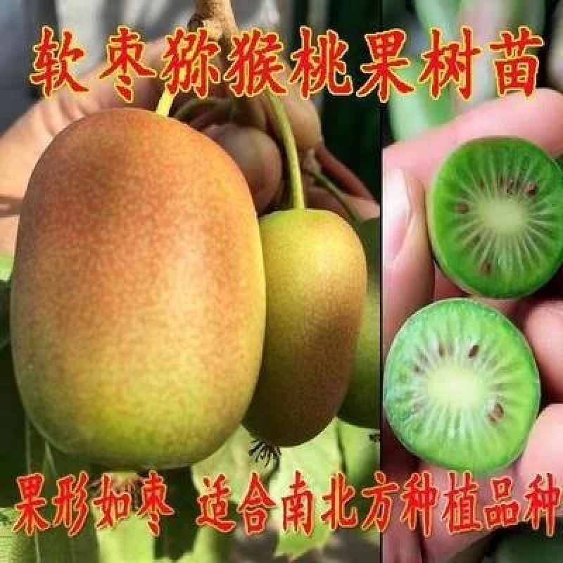 软枣猕猴桃苗基地签约发苗自花授粉包成活包技术
