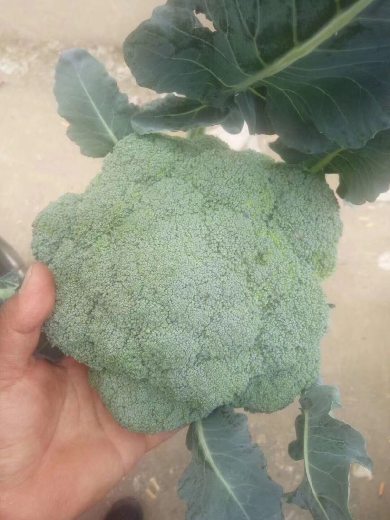 西兰花