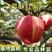 早酥红梨树苗品种保证现挖现发保证成活率，包邮包结果