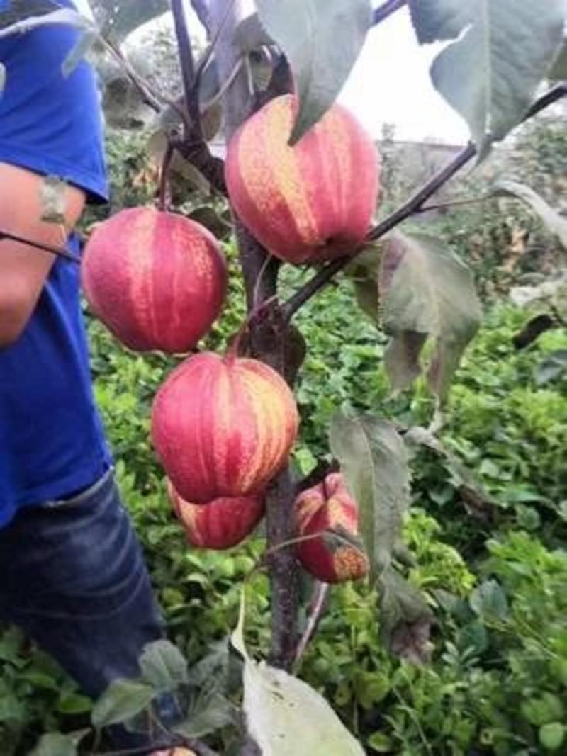 早酥红梨树苗品种保证现挖现发保证成活率，包邮包结果