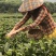 英红九号英德红茶批发茶园茶厂直销