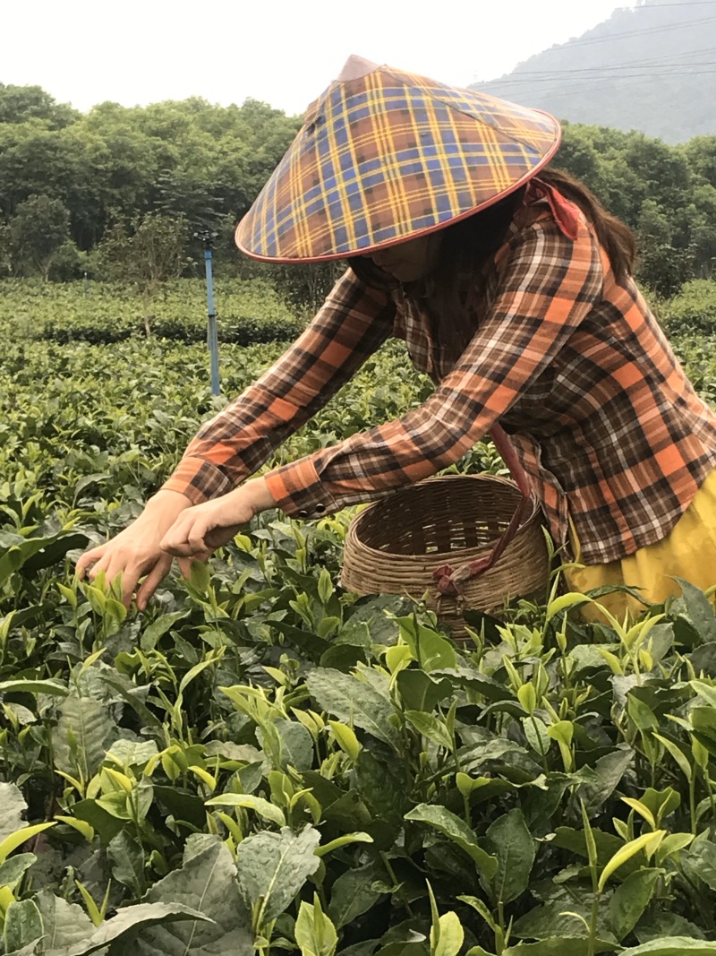 英红九号英德红茶批发茶园茶厂直销