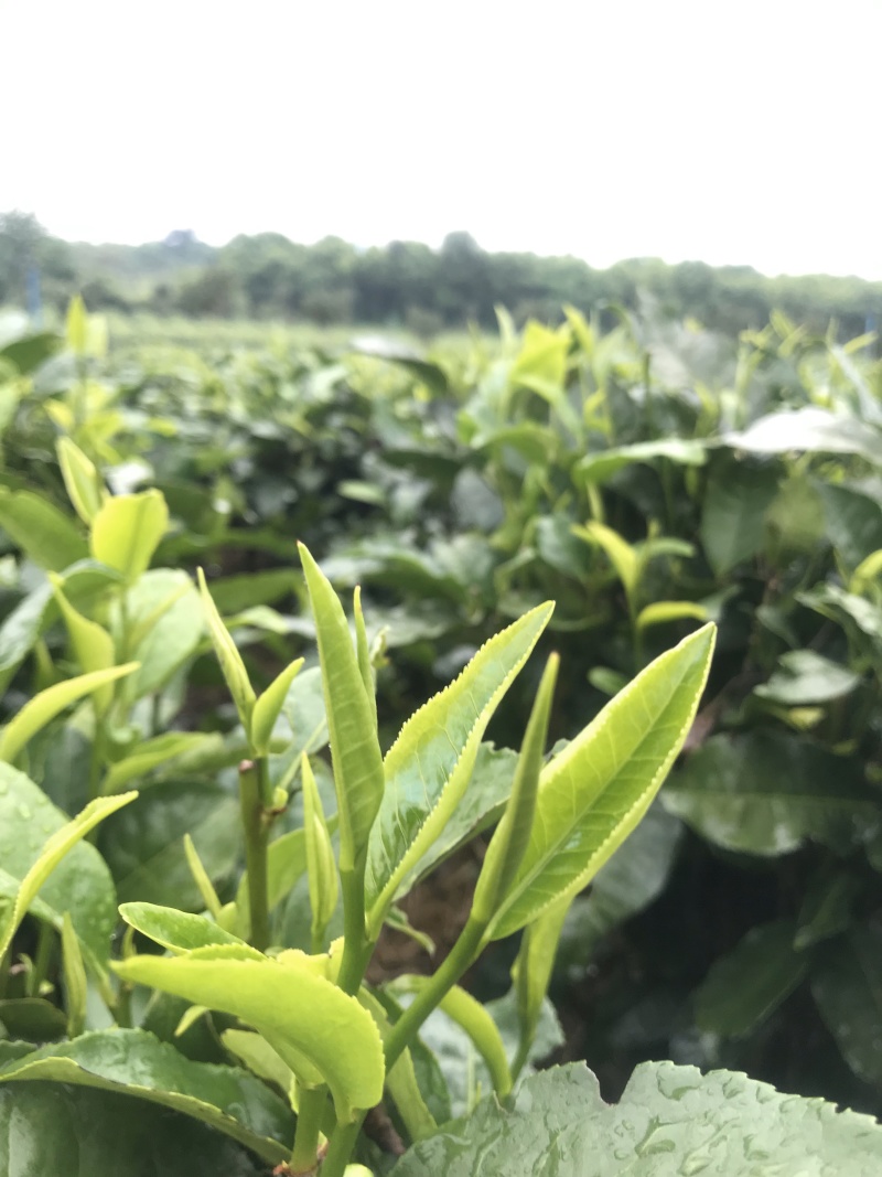 英红九号英德红茶批发茶园茶厂直销